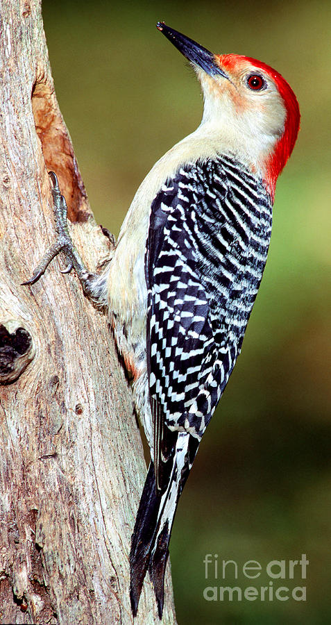 Red Bellied Woodpecker #1 Photograph by Millard H. Sharp