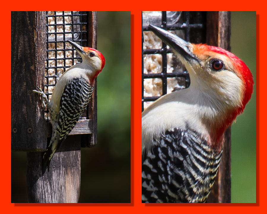 Red-Bellied Woodpecker #1 Photograph by Robert L Jackson