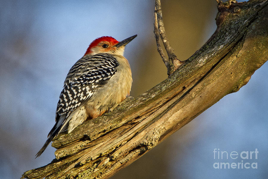 Red-bellied Woodpecker #1 Photograph by Ronald Lutz