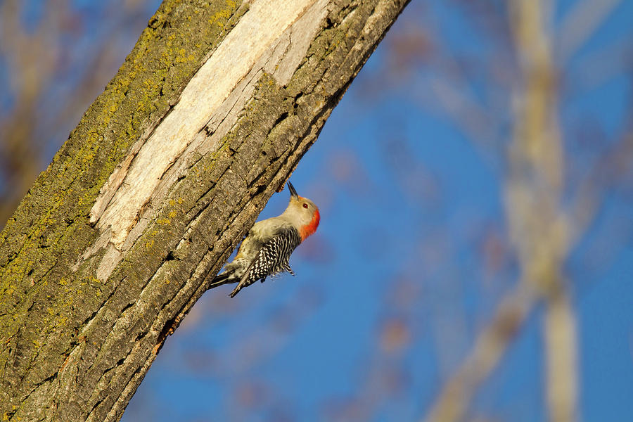 Woodpecker Photograph - Red-bellied Woopecker In Tree #1 by Chuck Haney