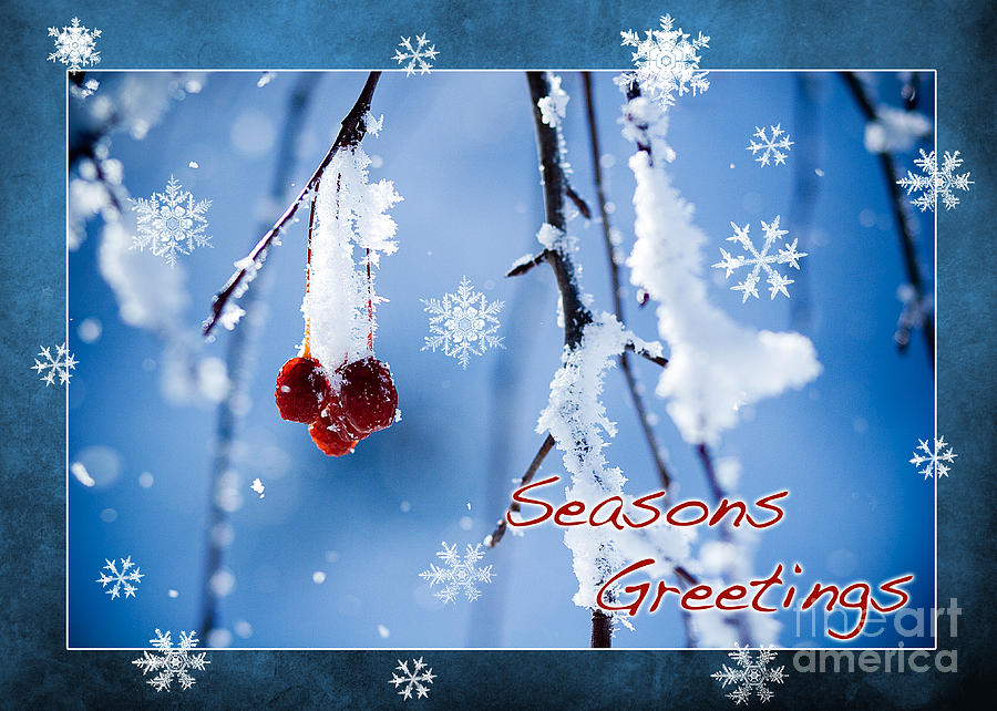 Winter Photograph - Red Berries in Winter #1 by Cindy Singleton