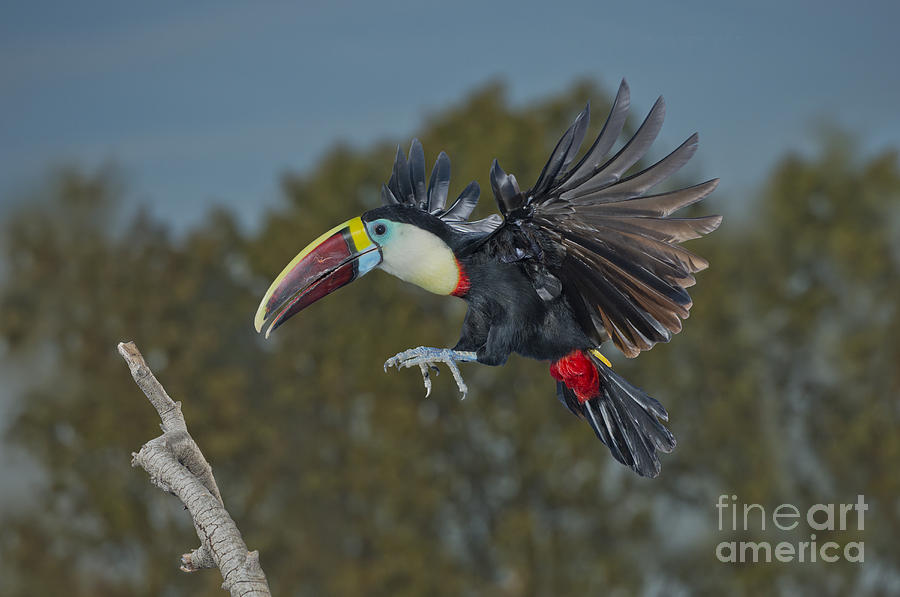 Toucan Photograph - Red-billed Toucan #1 by Anthony Mercieca