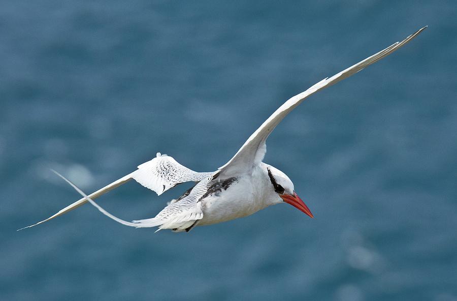 Red-billed Tropicbird In Flight Photograph by Bob Gibbons - Fine Art ...