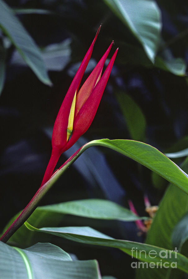 Red Bird of Paradise #1 Photograph by Craig Lovell