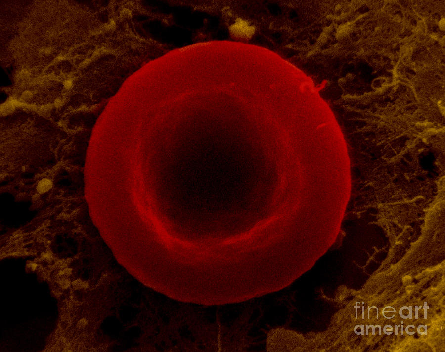 Red Blood Cell, Isotonic #1 Photograph by David M. Phillips