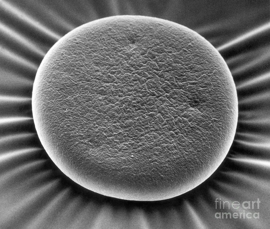Health Photograph - Red Blood Cell, Sem #1 by David M. Phillips