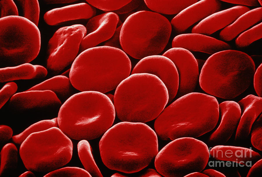 Red Blood Cells #1 Photograph by David M. Phillips