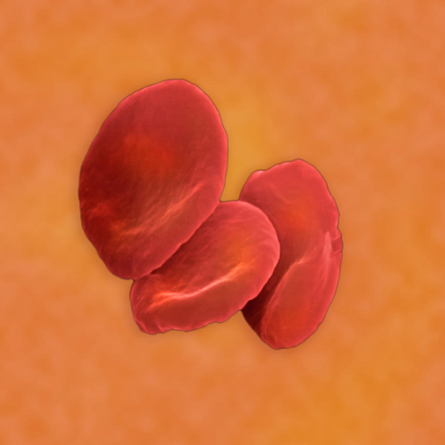 Red Blood Cells #1 Photograph by Science Stock Photography/science Photo Library