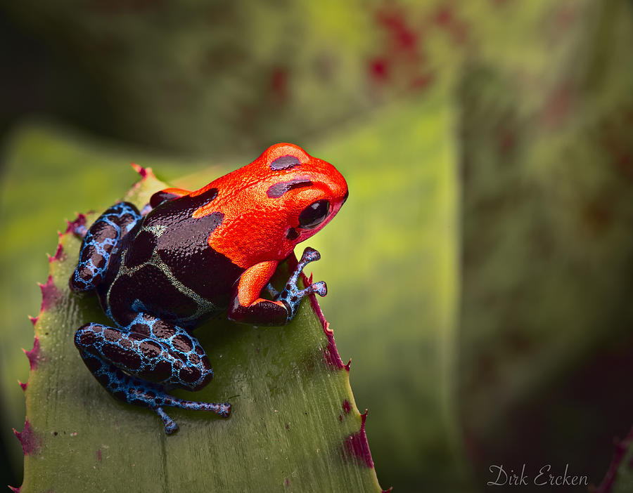 Jungle Photograph - Red Blue Poison Dart Frog #1 by Dirk Ercken