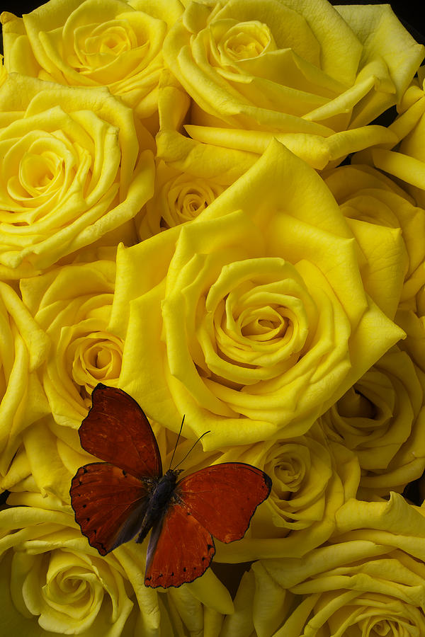 Butterfly Photograph - Red Butterfly On Yellow Roses #2 by Garry Gay