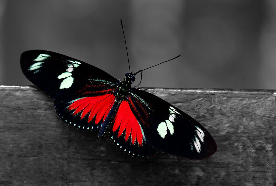 Butterfly Photograph - Red butterfly by Sumit Mehndiratta.