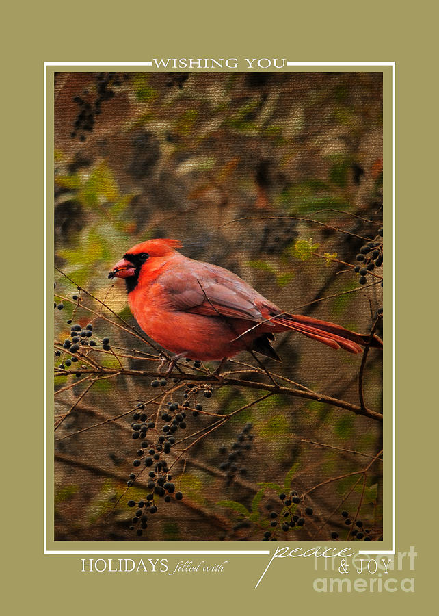 Red Cardinal Song Bird Christmas Cards Photograph By Jai Johnson