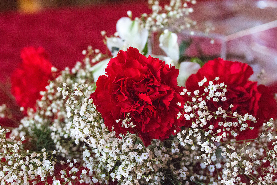 Red Carnations #1 Photograph by Susan Jensen