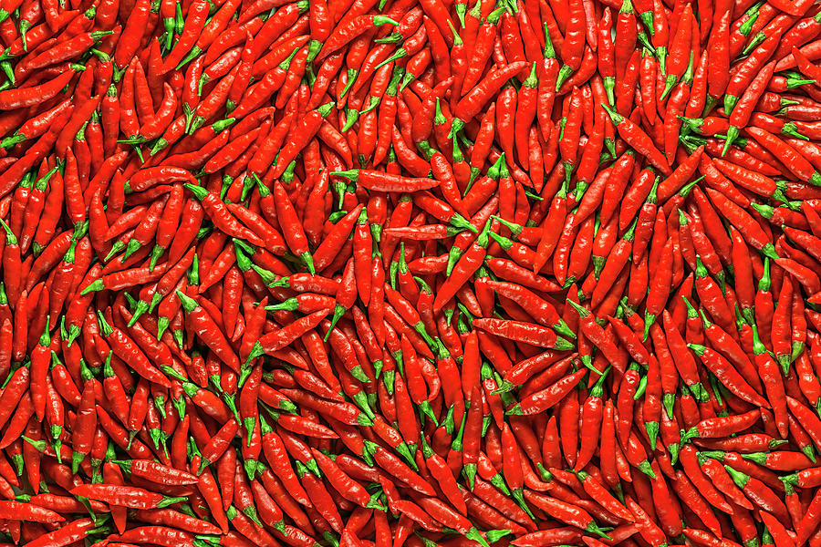 Red Chilli Peppers #1 Photograph by Ktsdesign/science Photo Library