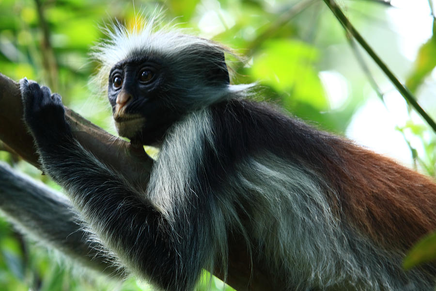 Red Colobus Monkey Photograph