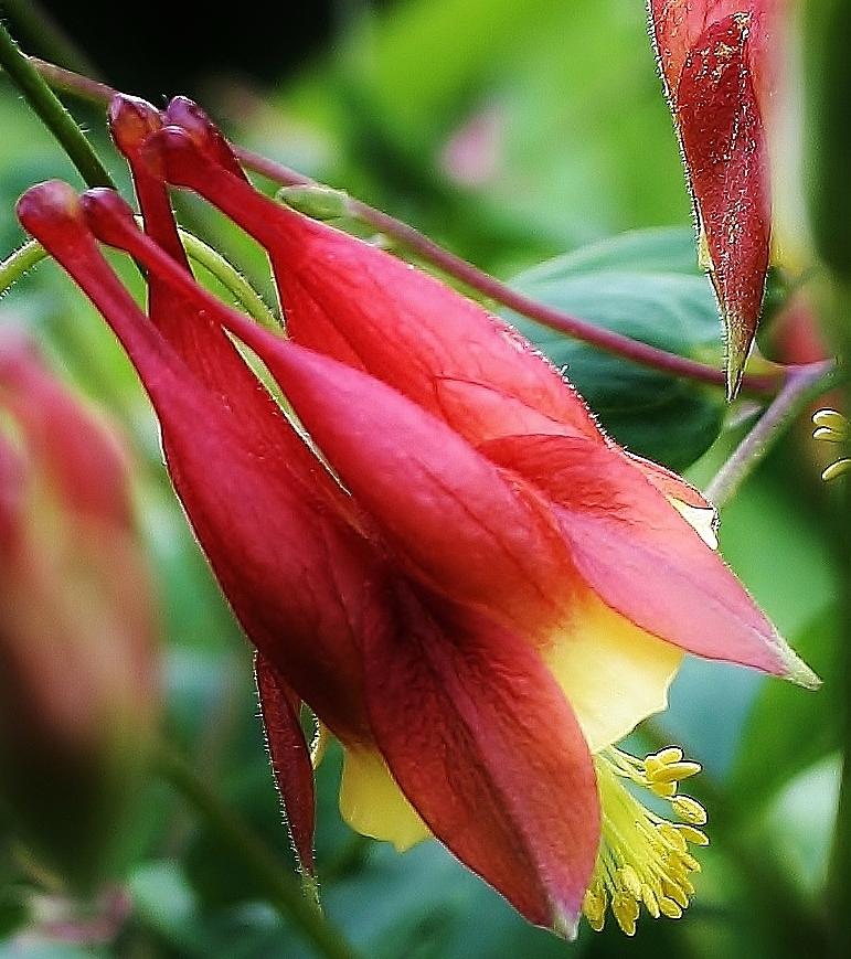 Red Columbine #1 Photograph by Bruce Bley