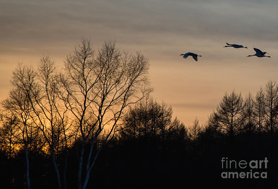 Red Crowned Crane at Sunset #2 Photograph by Natural Focal Point Photography