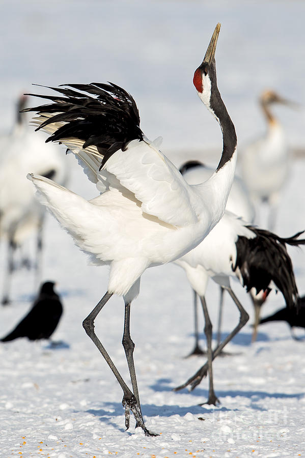 Red-Crowned Crane Dance #2 Photograph by Natural Focal Point Photography