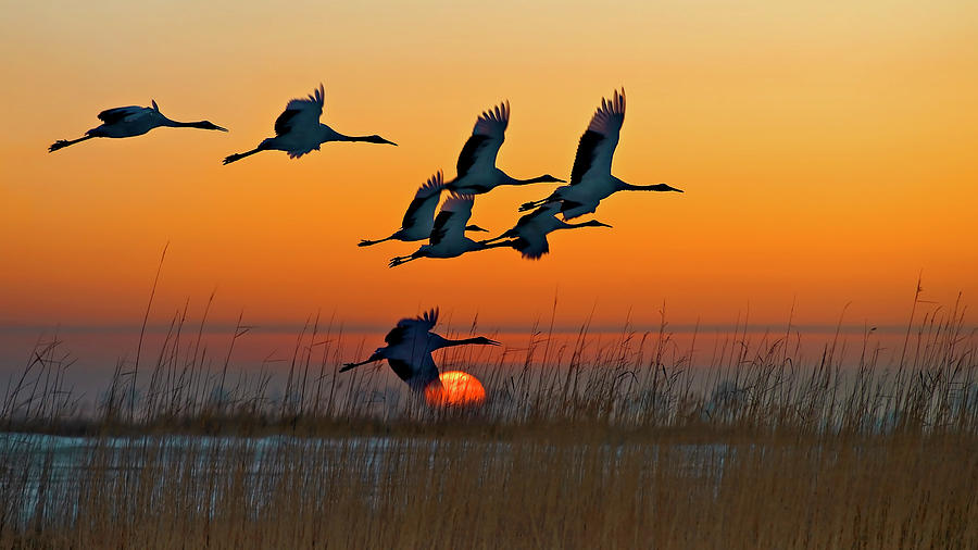Crane Photograph - Red-crowned Crane #1 by Hua Zhu