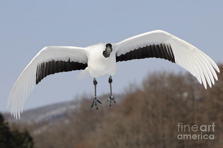 Animal Photograph - Red-crowned Crane #1 by John Shaw