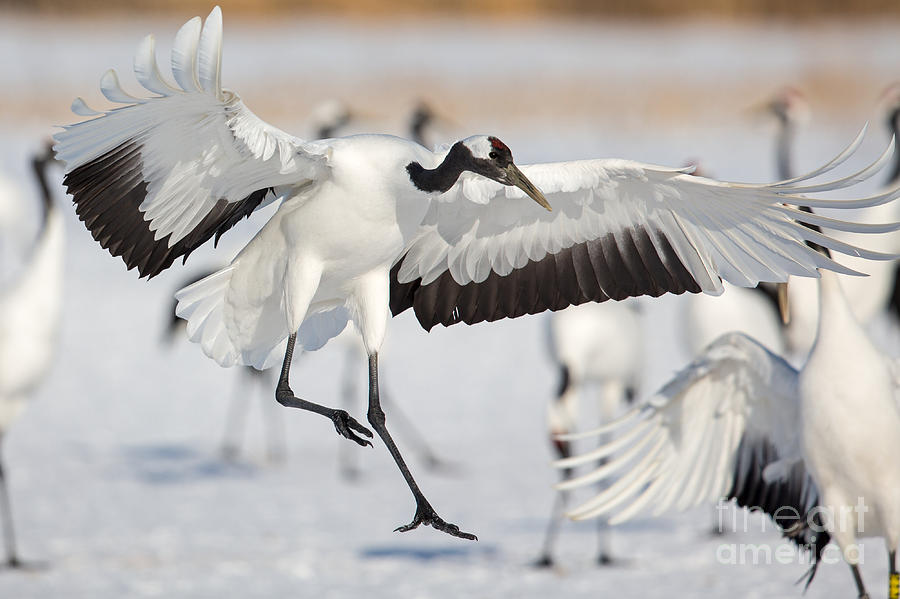 Red Crowned Crane Landing #2 Photograph by Natural Focal Point Photography