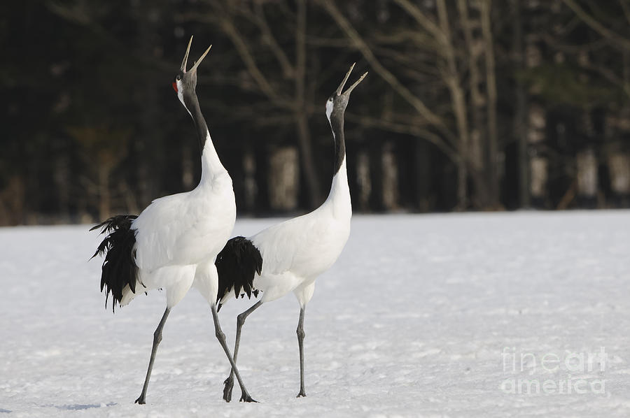 Red-crowned Cranes Courting #1 Photograph by John Shaw