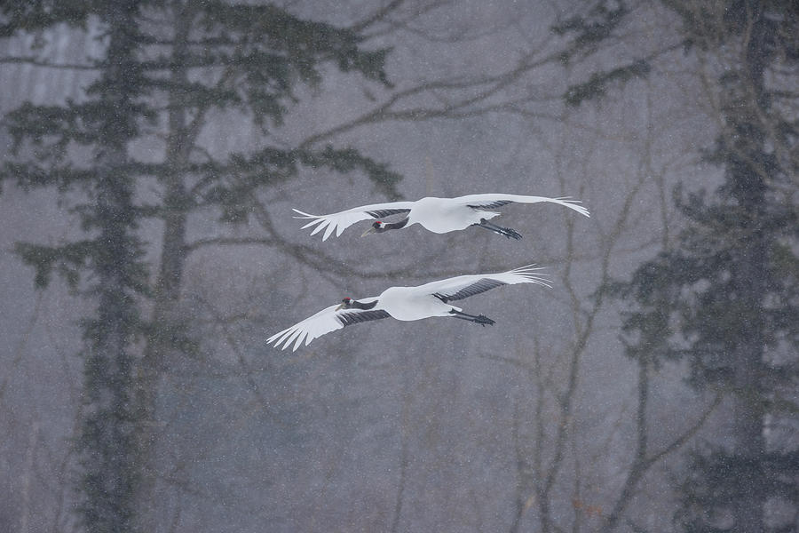 Red-crowned Cranes In Snowstorm, Japan #1 Photograph by John Shaw