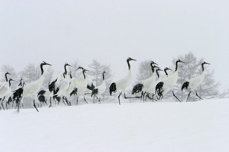 Red-crowned Cranes #1 Photograph by M. Watson