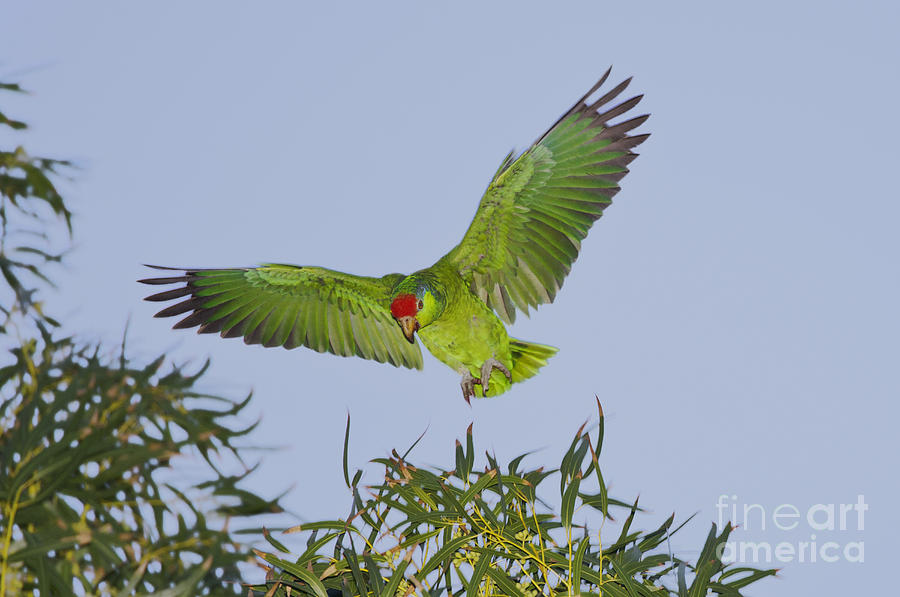 Red-crowned Parrot #1 Photograph by Anthony Mercieca
