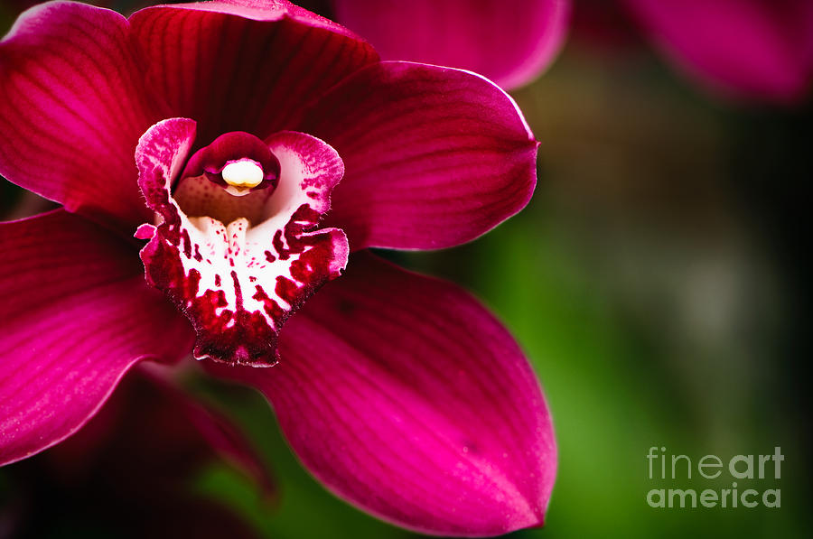 Red Cymbidium Orchid  #1 Photograph by Oscar Gutierrez
