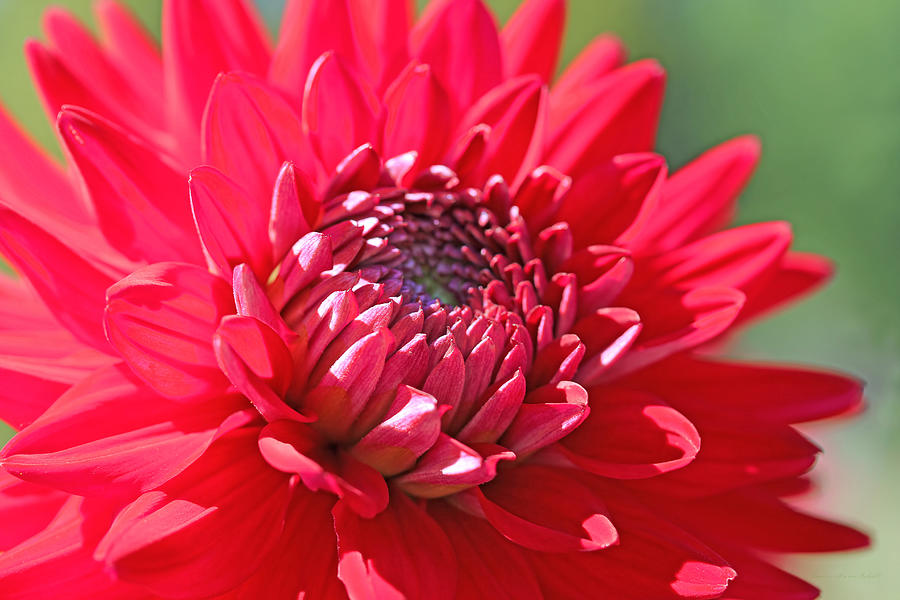 Nature Photograph - Red Dahlia Flower #1 by Jennie Marie Schell