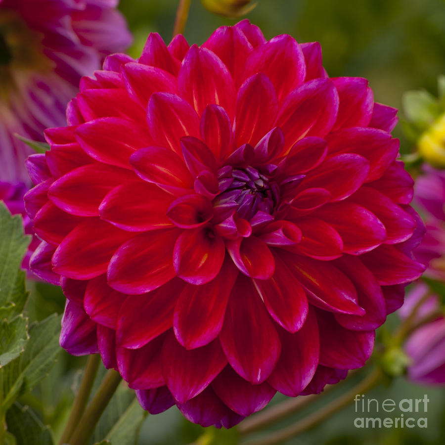 Flowers Still Life Photograph - Red Dahlia #1 by M J