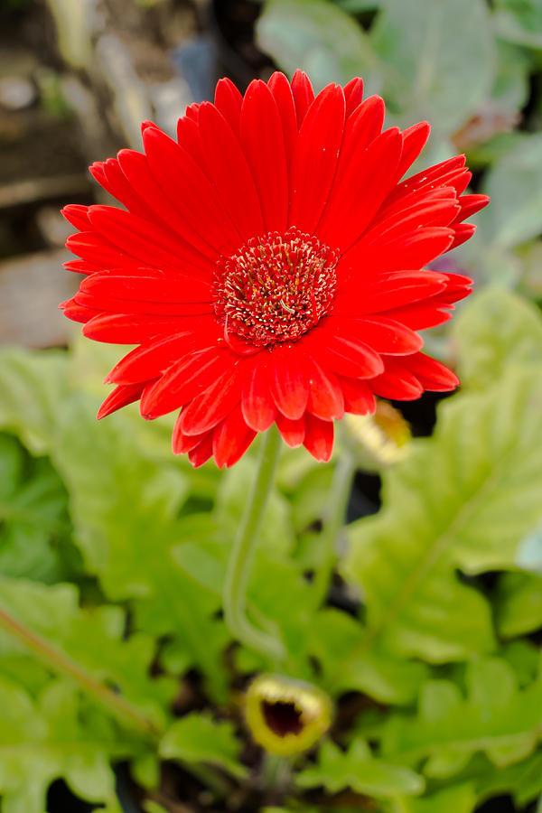 Red Daisy #1 Photograph by Raul Rodriguez