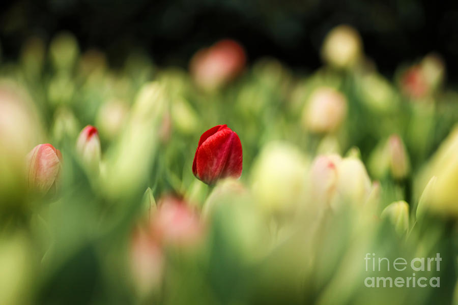 Spring Photograph - RED #1 by Darren Fisher