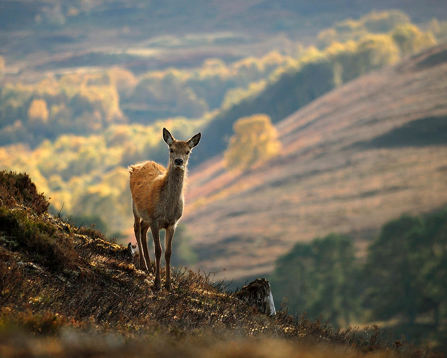 Red Deer Calf #1 Photograph by Gavin Macrae