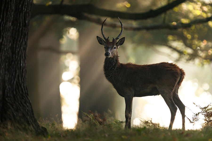 Red deer (Cervus elaphus #1 Photograph by DamianKuzdak