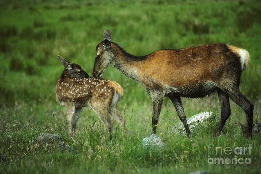 Red deer hind and calf  Photograph by Phil Banks