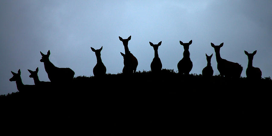 Red deer hinds #1 Photograph by Gavin Macrae