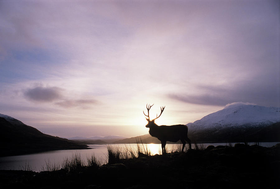 Winter Photograph - Red Deer Stag #1 by Duncan Shaw/science Photo Library