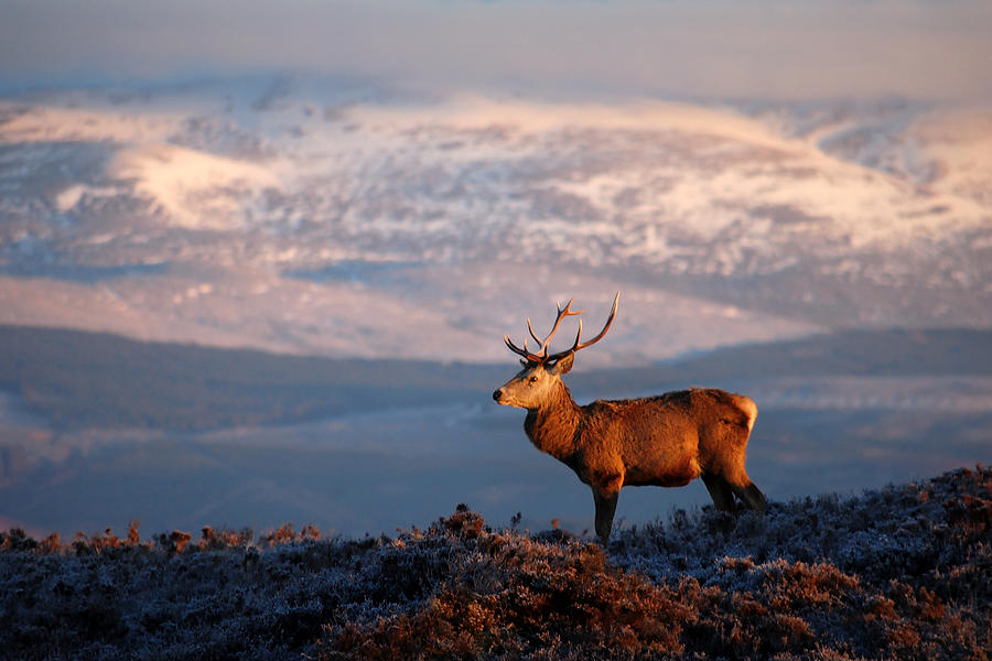 Red deer stag #1 Photograph by Gavin Macrae