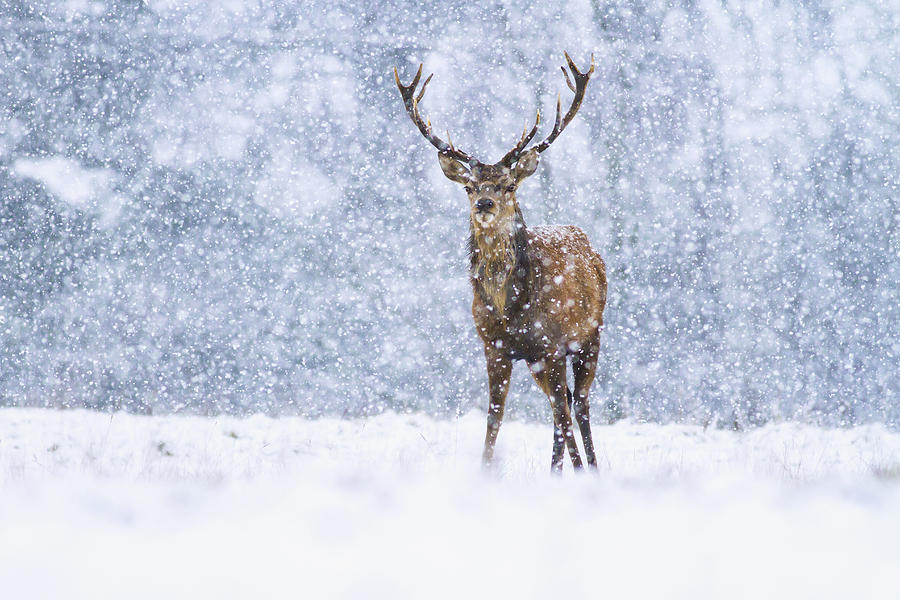 Red Deer Stag In Snowfall Derbyshire Uk Photograph by James Shooter