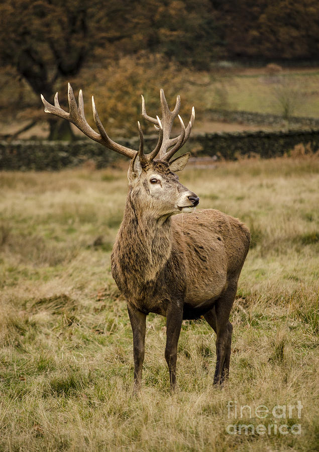 Red Deer Stag #2 Photograph by Linsey Williams