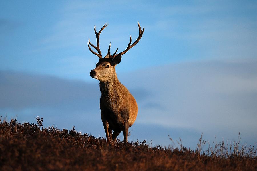 Red deer stag #1 Photograph by Macrae Images
