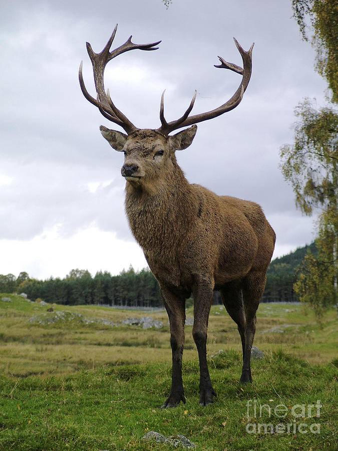 Red Deer Stag Photograph by Phil Banks