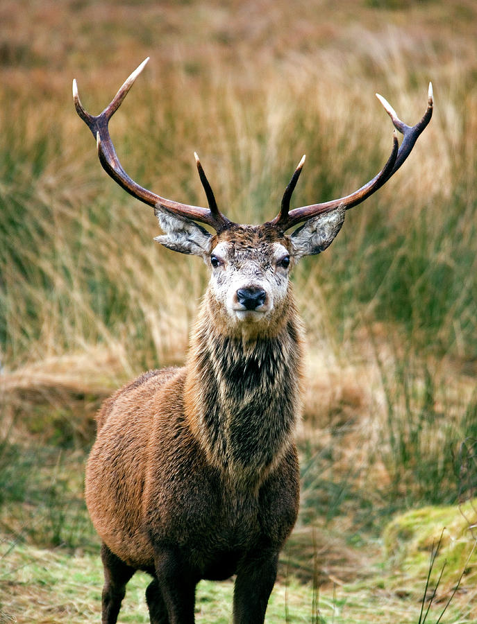 Wildlife Photograph - Red Deer Stag #1 by Steve Allen/science Photo Library