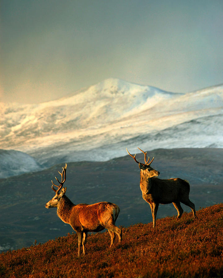 Stag Photograph - Red Deer Stags #1 by  Gavin Macrae