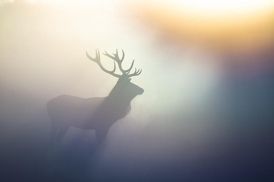 Red Deer(Cervus elaphus) #1 Photograph by DamianKuzdak
