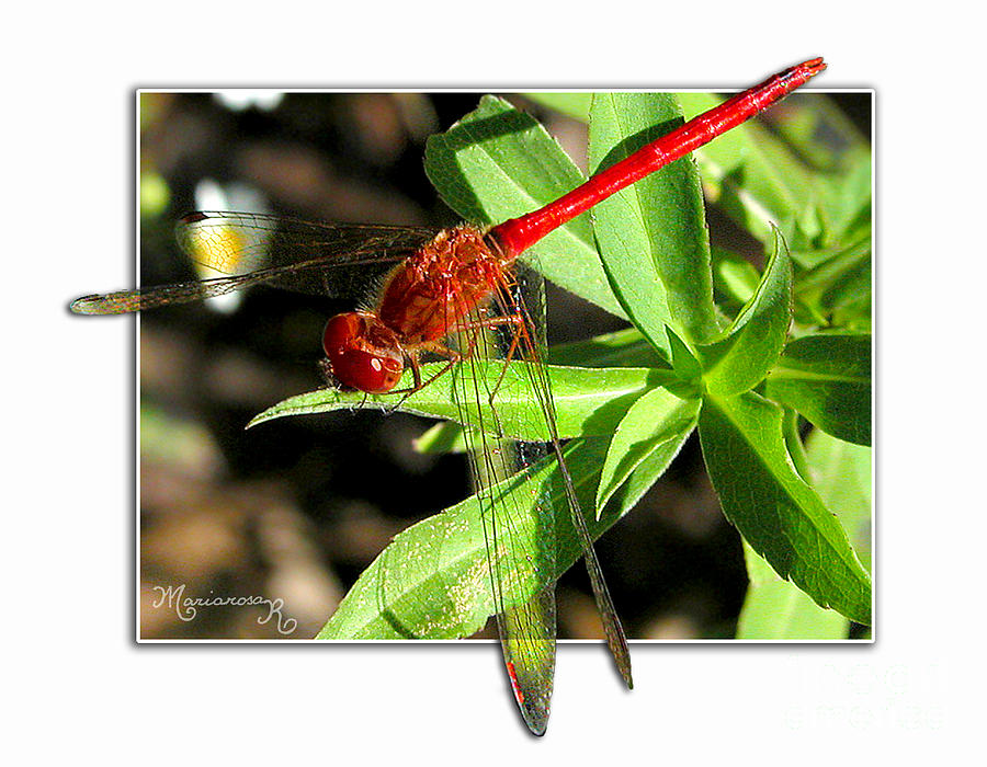 Red Dragonfly #1 Photograph by Mariarosa Rockefeller