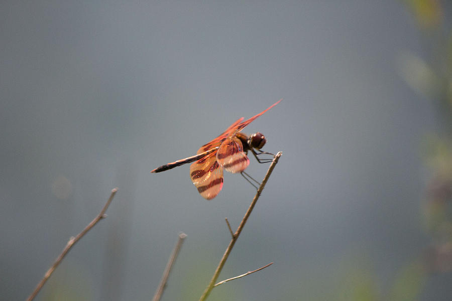 Red Dragonfly #1 Photograph by Susan Jensen