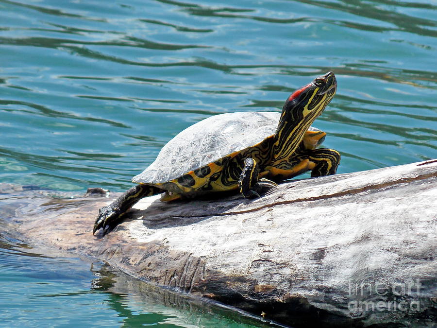 Nature Photograph - Red Eared Slider #1 by Irfan Gillani